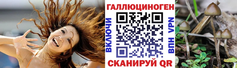 Галлюциногенные грибы Psilocybine cubensis  Оленегорск 